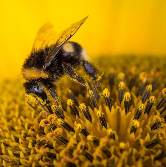 Pollinator Bundle | Half Yard | Art Gallery