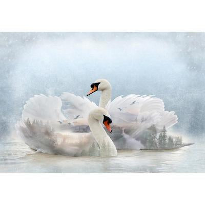 Call of the Wild | Swans on Lake